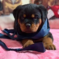Rottweiler femmina pedigree enci