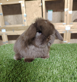 Coniglio nano coniglietto