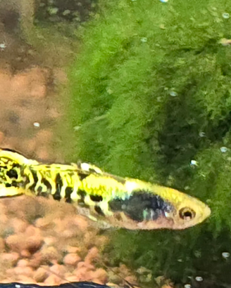 Endler Tiger