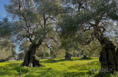 Terreno Li Punti / San Giovanni