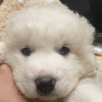 Cuccioli pastore maremmano abruzzese