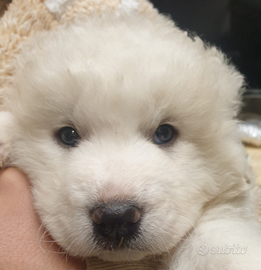 Cuccioli pastore maremmano abruzzese