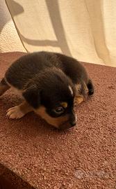 Pinscher maschio nero con macchie beige e bianche