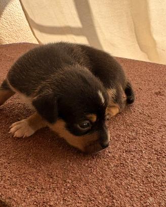 Pinscher maschio nero con macchie beige e bianche