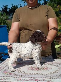 Lagotto romagnolo cucciola ENCI pedigree