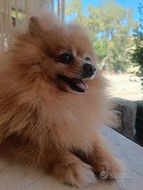 Spitz Pomerania tedesco nano