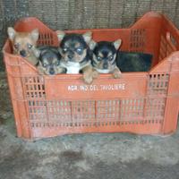 Cuccioli disponibili