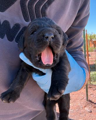 Cuccioli labrador