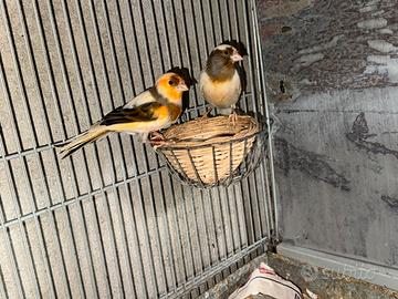 Canarini ,cocorite, bengalini