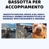 Bassotto