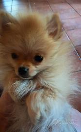 Cucciolo spitz tedesco