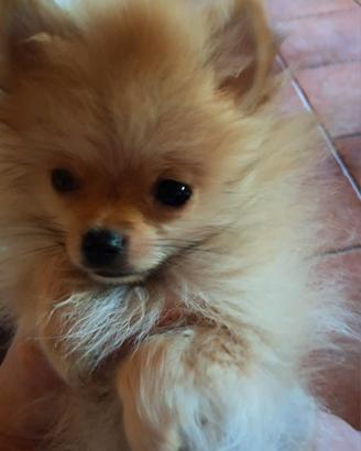 Cucciolo spitz tedesco