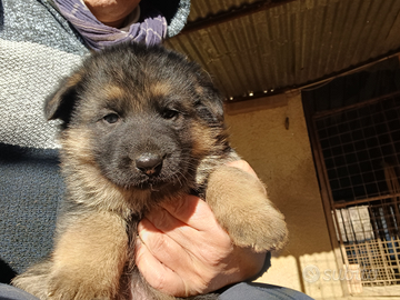 Cuccioli pastore tedesco