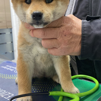 Cuccioli di Shiba Inu. ??????