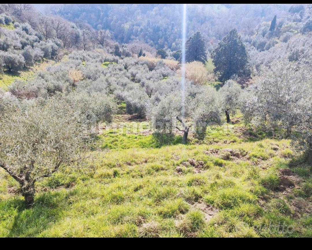 Terreno con uliveto e fabbricato autorizzato - Vista 3