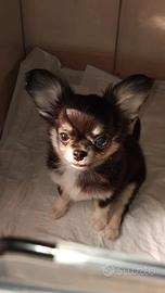 Cuccioli di chihuahua