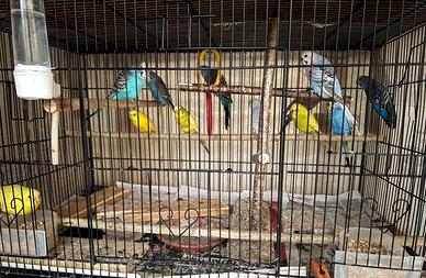 Cocorite di svariati colori