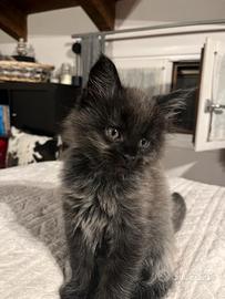 Maine Coon (M) Black Smoke