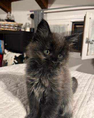 Maine Coon (M) Black Smoke
