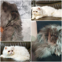 Gattini persiani ipertipici puri