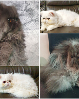 Gattini persiani ipertipici puri