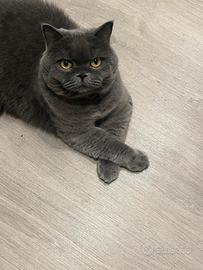 British shorthar maschio