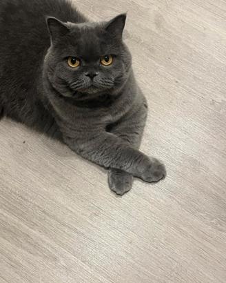 British shorthar maschio