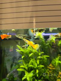 pesci acqua dolce Guppy