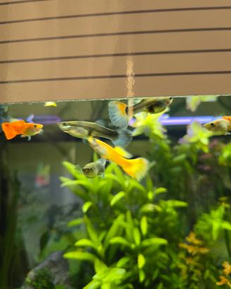 pesci acqua dolce Guppy
