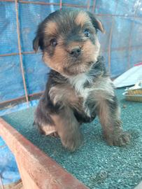 Cuccioli di yorkshire terrier
