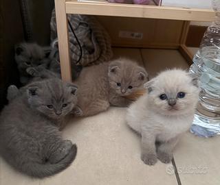 Cuccioli di Scottish fold e straight