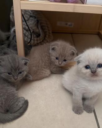 Cuccioli di Scottish fold e straight