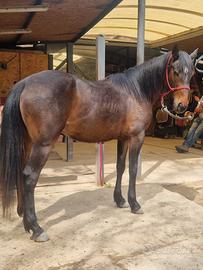 Cavalla quarter x paint