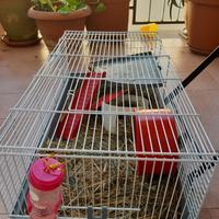Gabbia più criceto