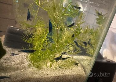 Caridine neocaridine acquario piante