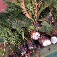 Cicas con bulbi appena staccati – varie misure