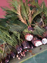 Cicas con bulbi appena staccati – varie misure