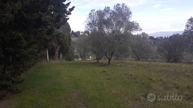 AGRICOLTORE PER GESTIONE DI 30 OLIVI A VOLTERRA