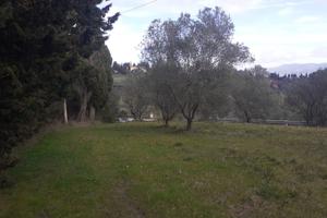 AGRICOLTORE PER GESTIONE DI 30 OLIVI A VOLTERRA