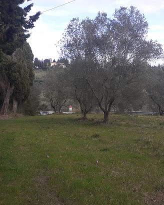 AGRICOLTORE PER GESTIONE DI 30 OLIVI A VOLTERRA