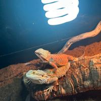 Coppia pogona