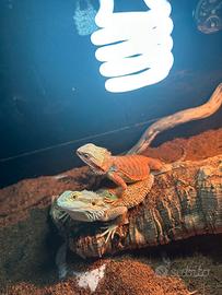 Coppia pogona