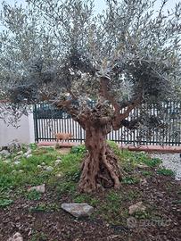 pianta olivo da giardino