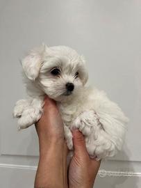 Cuccioli di maltese