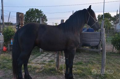 Murgese maschio 3 anni