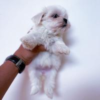 Cucciola Maltese linea coreana - Femmina