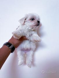 Cucciola Maltese linea coreana - Femmina