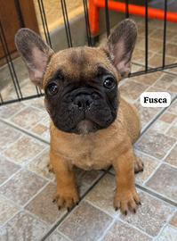 Bulldog francesi