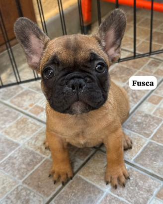 Bulldog francesi