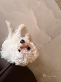  cucciola femmina di razza Bichon Maltese
